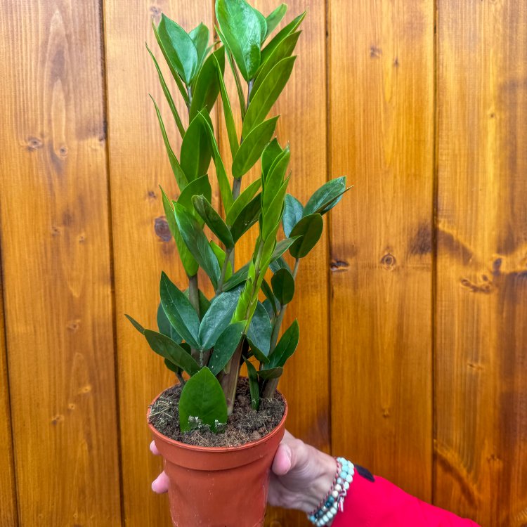 Zamiokulkas (Zamioculcas zamifolia) - výška 20-25 cm, kont. C1L